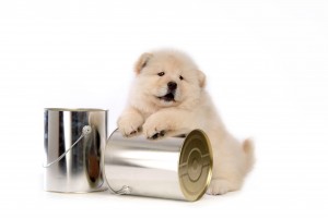 Cute Puppy Cute Puppy